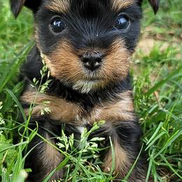 Miniature Schnauzers and Yorkshire Terriers from Utterly Precious Puppies