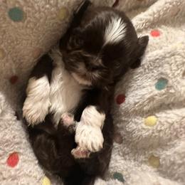 Summer - Liver female Shih Tzu puppy in Tennessee from Cutshall Babies