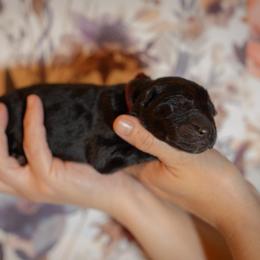 Zicron - Black male German Shepherd puppy in Windsor, South Carolina from Sinister Shepherds