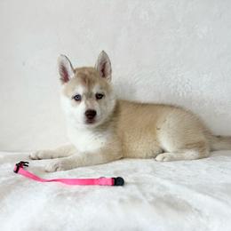 Shorty is her (nickname) - Red and white female Siberian Husky puppy in Fairborn, Ohio from Haven of Free Spirits