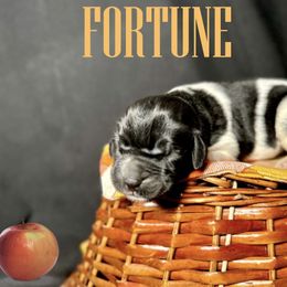 Fortune - White and black female Newfoundland puppy in Tully, New York from Bear Paw Newfoundlands