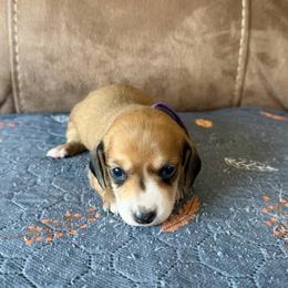 Purple collar - Piebald female Dachshund puppy in Simms, Montana from Simms Ashuelot Kennel