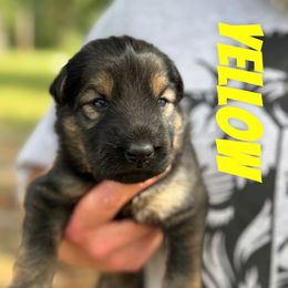 Yellow - Sable female German Shepherd puppy in Lake City, Florida from Saylor Shepherds