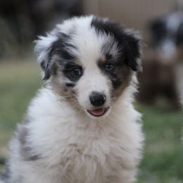 Scout - Blue merle male Australian Shepherd puppy in Ceres, California from Knight's Aussies