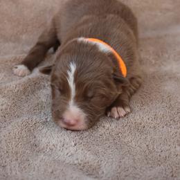 Orange collar - Red male Border Collie puppy in Courtland, Alabama from C Bar C Ranch Border Collies