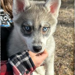Five-Card Draw (aka Casino) - Wolf sable male Pomsky puppy in St. Maries, Idaho from Runamok Farm