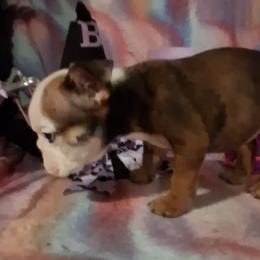 Mr Utley - Red brindle and white male Bulldog puppy in Odessa, Texas from B-Hive Bulldogs