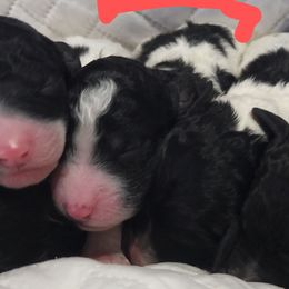 Goldendoodle and Poodle Puppies from Elizabeth Rocha's Doodles