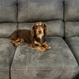 Roman - Dachshund