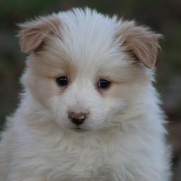 Girl 2 - Gold female Border Collie puppy in Tylertown, Mississippi from Cool Meadow Farms