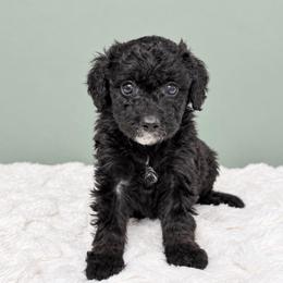 Girl 1 - Black female Goldendoodle puppy in Springfield, Ohio from Dawson & Daryn's Royal Companions