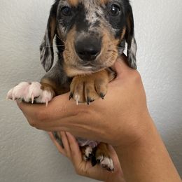 Dachshund Puppies from Ripon Dachshunds