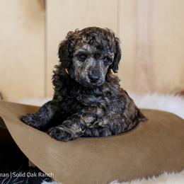 Poodle Puppies from Solid Oak Ranch