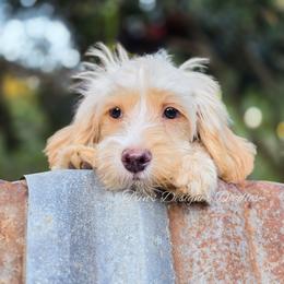 Surprise - Apricot male Aussiedoodle puppy in Centreville, Mississippi from Trin's Designer Doodles