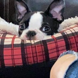 Boston Terriers from Snake River Boston’s