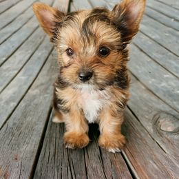 Yorkshire Terrier Puppies from Lady A's Yorkies