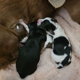 Annie - Piebald female Dachshund puppy in Strong, Arkansas from Dachshunds R Us