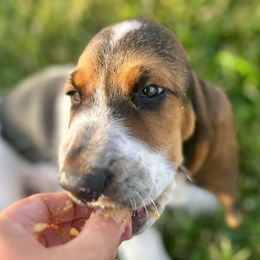 Gray Boy - Black brown and white male Basset Hound puppy in Centralia, Missouri from TopCrop Bassets