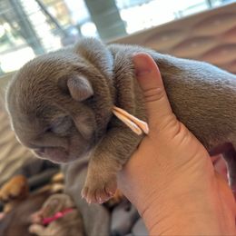 Bishop - Lilac tri-color female Bulldog puppy in Hernando, Mississippi from Blues City Bulldogs
