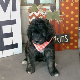 Opal - Tri-color female Bernedoodle puppy in Mesa, Arizona from Cookies and Cream Doodles