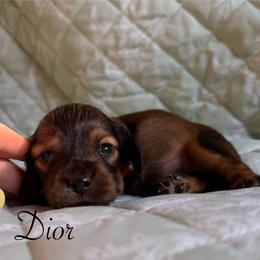 Dior - Red male Dachshund puppy in Michigan from Hidden Haven Dachshunds