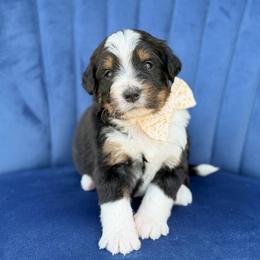 Wheezie - Tri-color female Bernedoodle puppy in Bellville, Ohio from Bernedoodle Buddies
