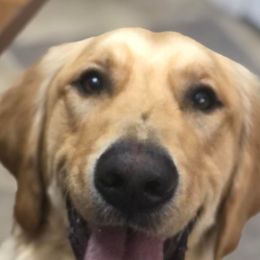 Golden Retrievers from Sunny Slope Goldens