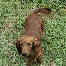 Sadie - Dachshund