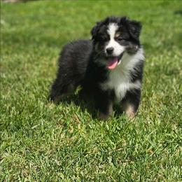 Gladiator - Black tri male Miniature Australian Shepherd puppy in Orrtanna, Pennsylvania from Mountain Top Shepherd's