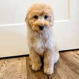 Colby - Apricot female Aussiedoodle puppy in Flagstaff, Arizona from Gunstock Doodles
