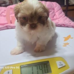 Girl Puppy 2 - Liver female Shih Tzu puppy in Belleville, Michigan from Patricia's Heavenly Earth Angels
