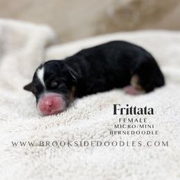 Frittata - Tri-color female Bernedoodle puppy in Temecula, California from Brookside Bernedoodles