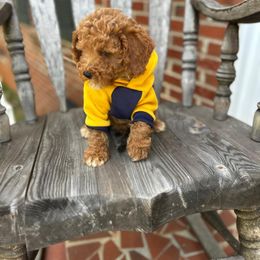Ron - Red  male Poodle puppy in Mint Hill, North Carolina from DoodleForever