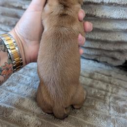 Tommy - Red male Dachshund puppy in Barnard, Missouri from KB Doxies