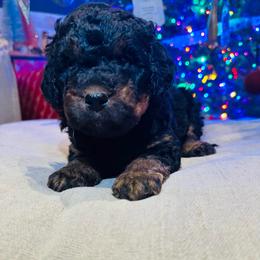 North - Phantom male Bernedoodle puppy in Sherman, Illinois from Shirl Doodle Life
