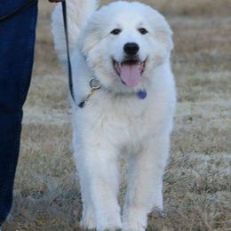 Great Pyrenees Puppies from Judith Cooper’s Great Pyrenees
