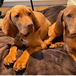 Vizslas from True Heritage Vizsla kennel