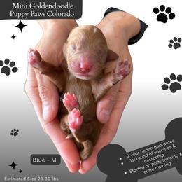 Blue - Red  male Goldendoodle puppy in Fort Lupton, Colorado from Puppy Paws Colorado
