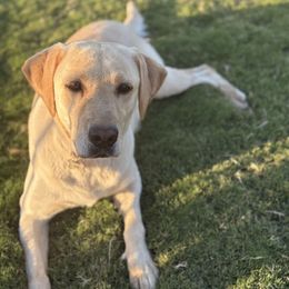Due - Labrador Retriever