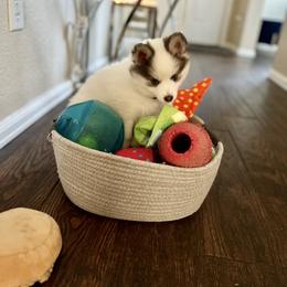 Pomsky Puppies from Destiny Pomskies LLC