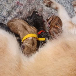 American Eskimo Dog and Pomsky Puppies from House Snow: Kahleesie's Fireborn Pomskies