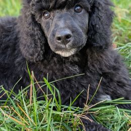Poodle Puppies from Moirae Poodles