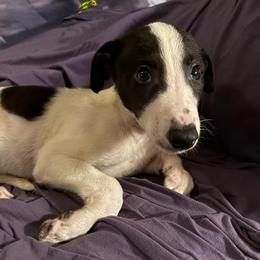 Aubin - White and black male Greyhound puppy in Florida from Running to Stand Still (RTSS)