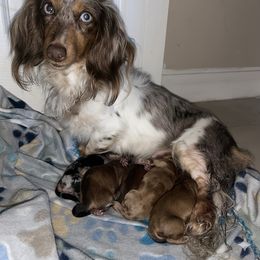 Chocolate and Tan Girl - Chocolate and tan female Dachshund puppy in Lehigh Acres, Florida from Ruby Rose Dachshund Dynasty