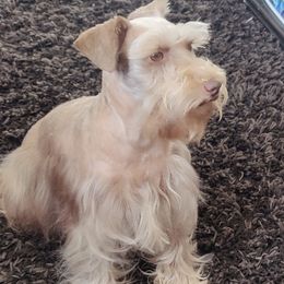 Rebel - Miniature Schnauzer