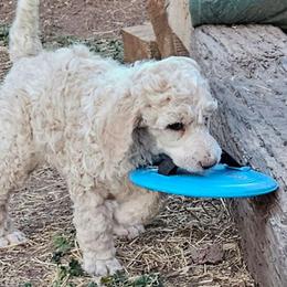 Bubbles(apricot) - Parti female Poodle puppy in Snowflake, Arizona from TaylorMade Standard Poodles
