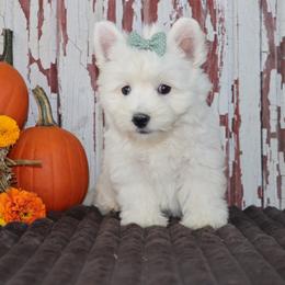 Patsy - White female West Highland White Terrier puppy in Goshen, Indiana from Linda’s Lovable Pups