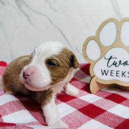 Macaroni- Orange Collar - Red male Bernedoodle puppy in Katy, Texas from Bluebonnet Bernedoodles of Southeast Texas