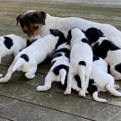 Australian Shepherd and Danish-Swedish Farmdog Puppies from Paradox