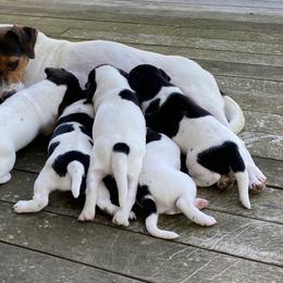 Australian Shepherd and Danish-Swedish Farmdog Puppies from Paradox
